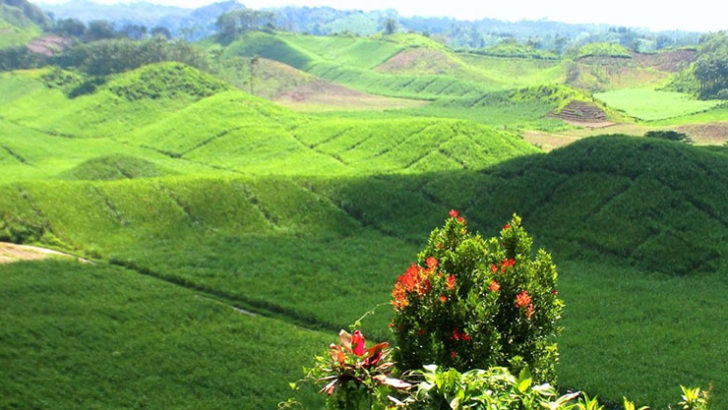 Bukit Teletubbies Baru di Blitar
